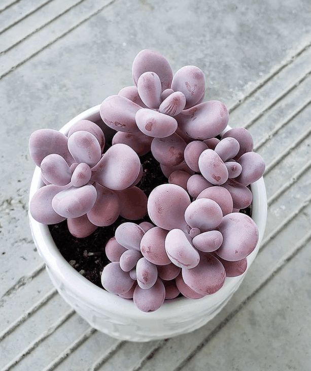 Moonstone Succulent