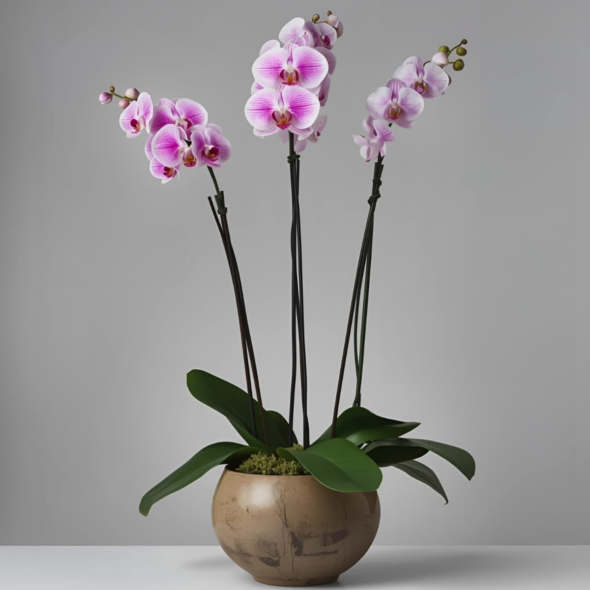 Premium Orchid Trio
